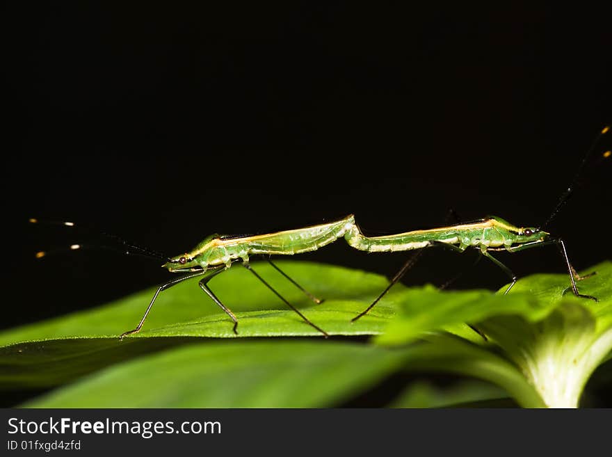 Shield Bug mating on green leaf over black background