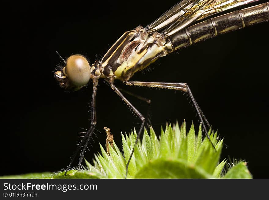 Damselfly Side View Close Up