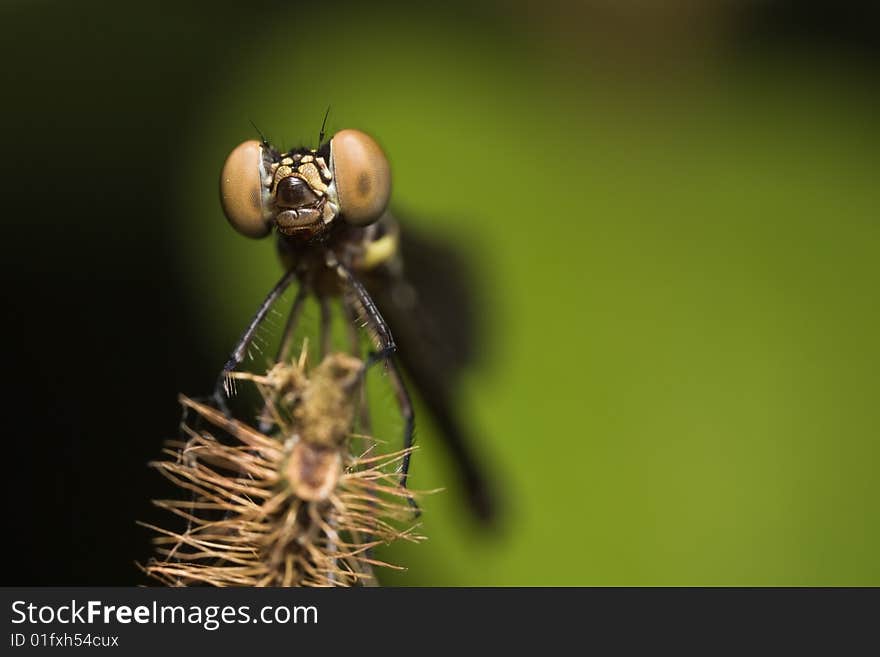 Damselfly face macro with green background