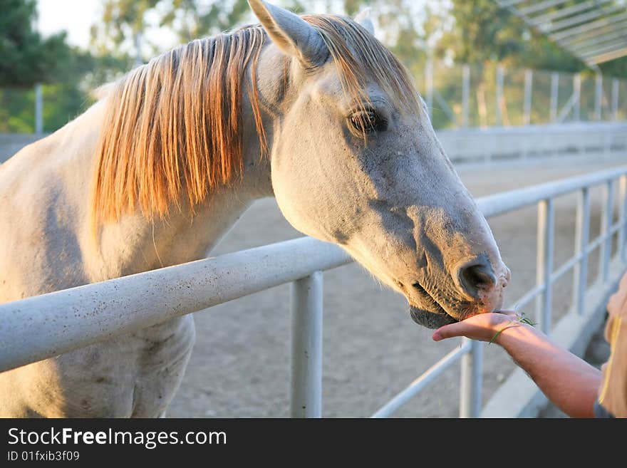 Friendship beetwen horse and man