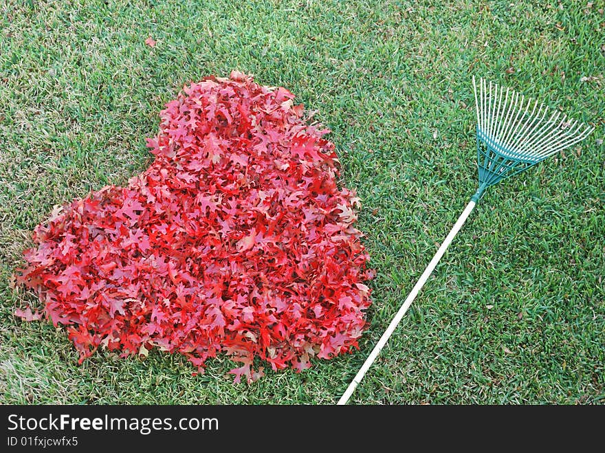 Nice large heart made from fallen leaves in yard with a rake. Nice large heart made from fallen leaves in yard with a rake.