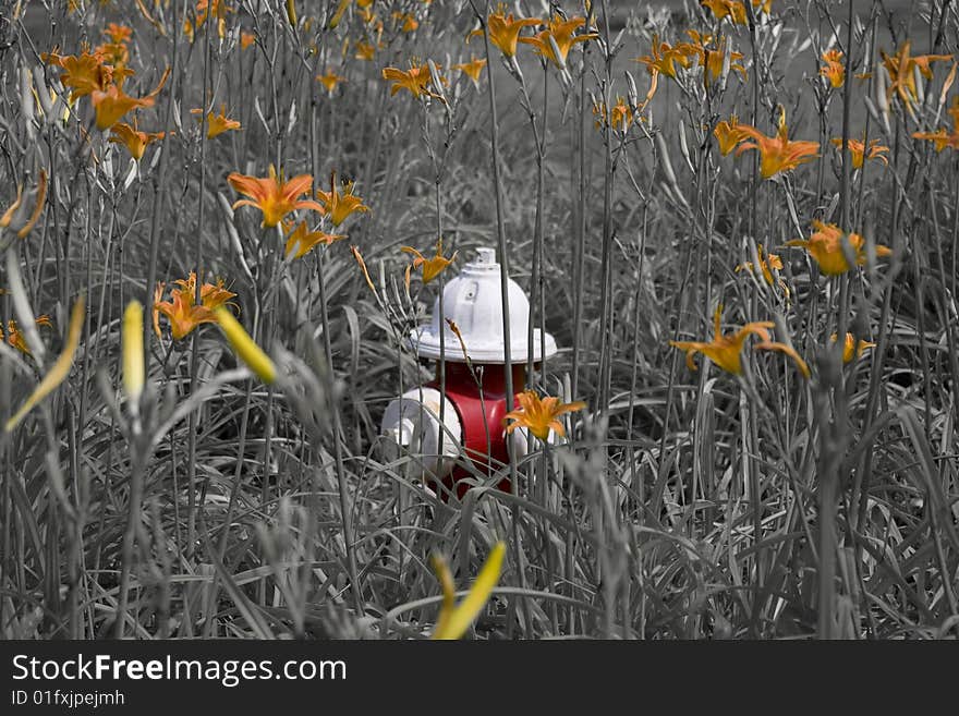 An image of a red and white fire hydrant standing out among orange day lilies. An image of a red and white fire hydrant standing out among orange day lilies.