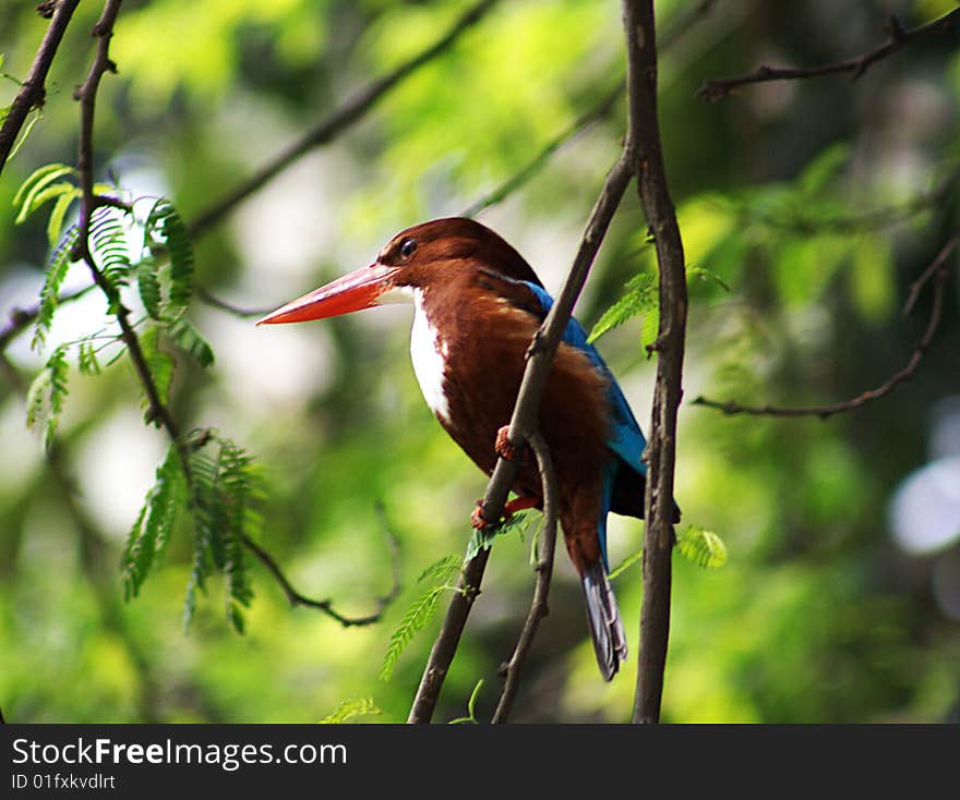 Kingfisher