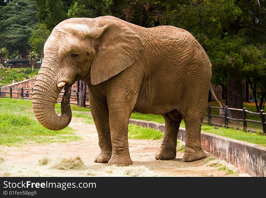 Two rhinoceroses in the Johannesburg zoo