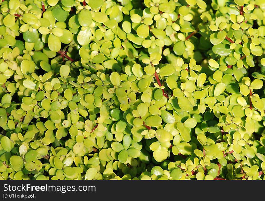 Green Leaves Texture