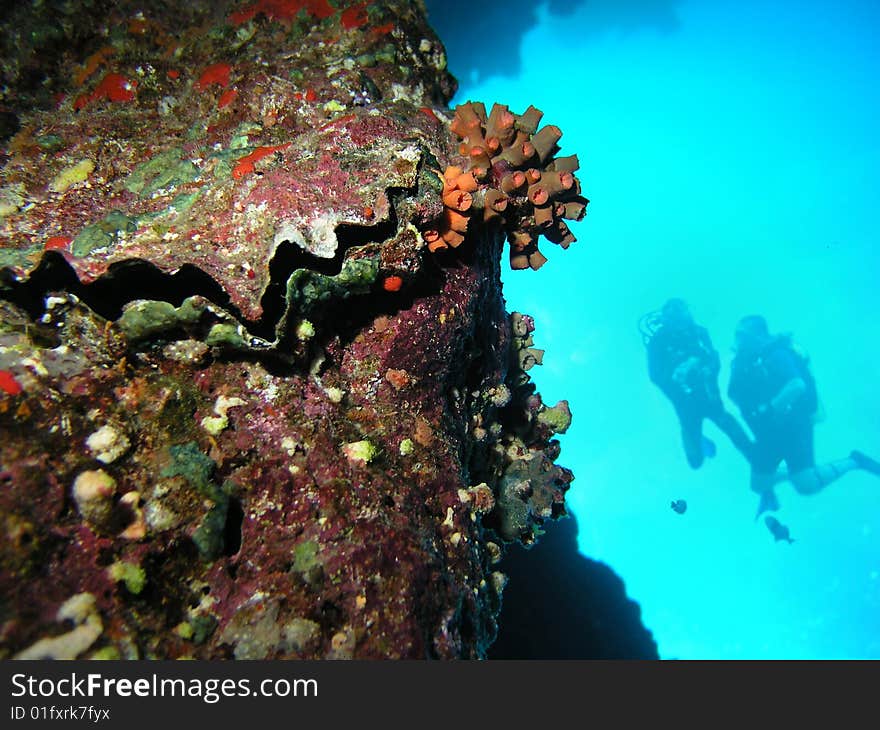 A divers floating over a coral reef. A divers floating over a coral reef