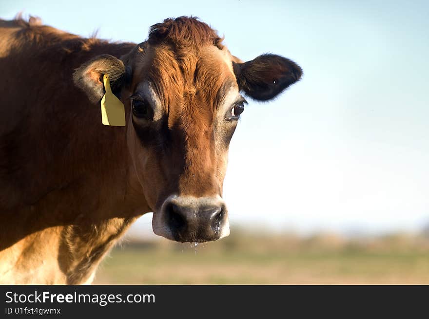 A Jersey cow in field with copy space with stern amusing look on face