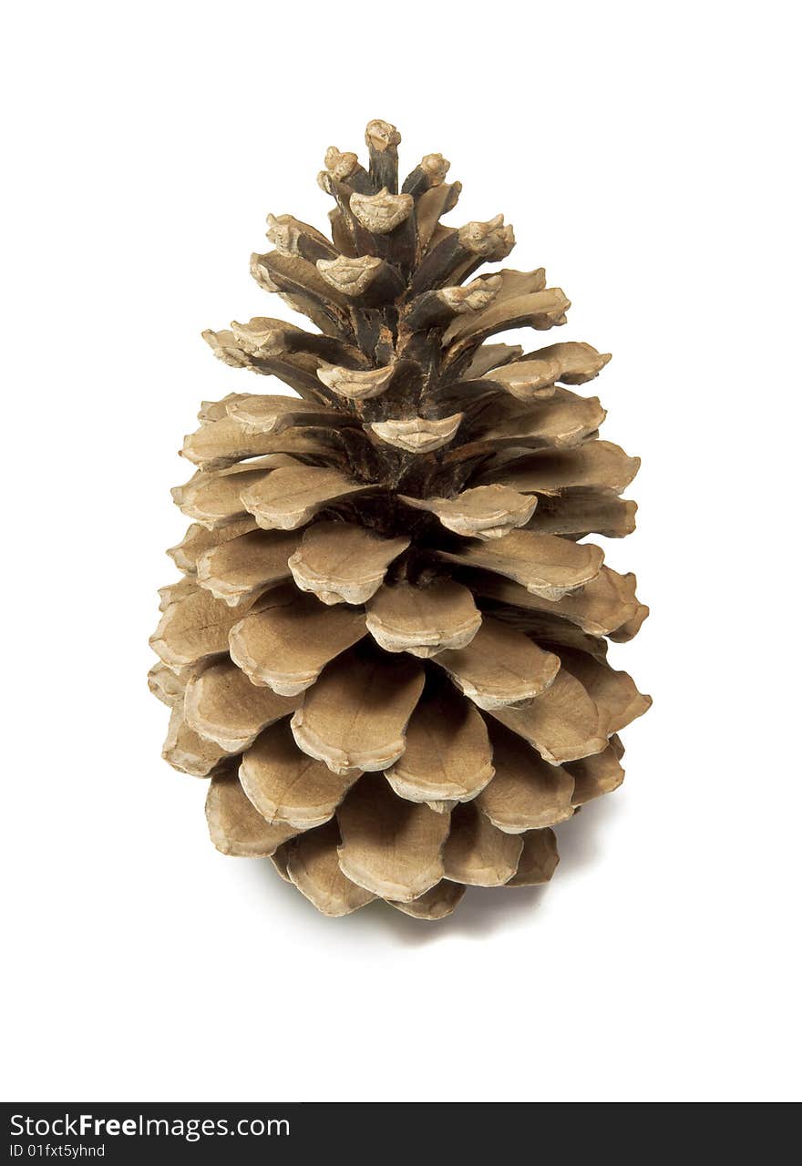 Pine cone with clipping path