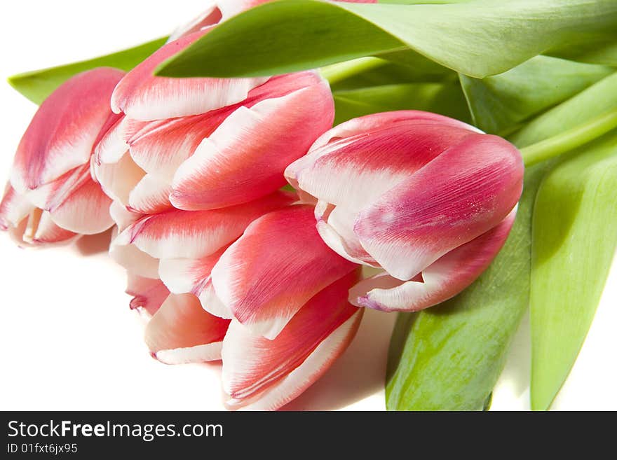 Pink tulips