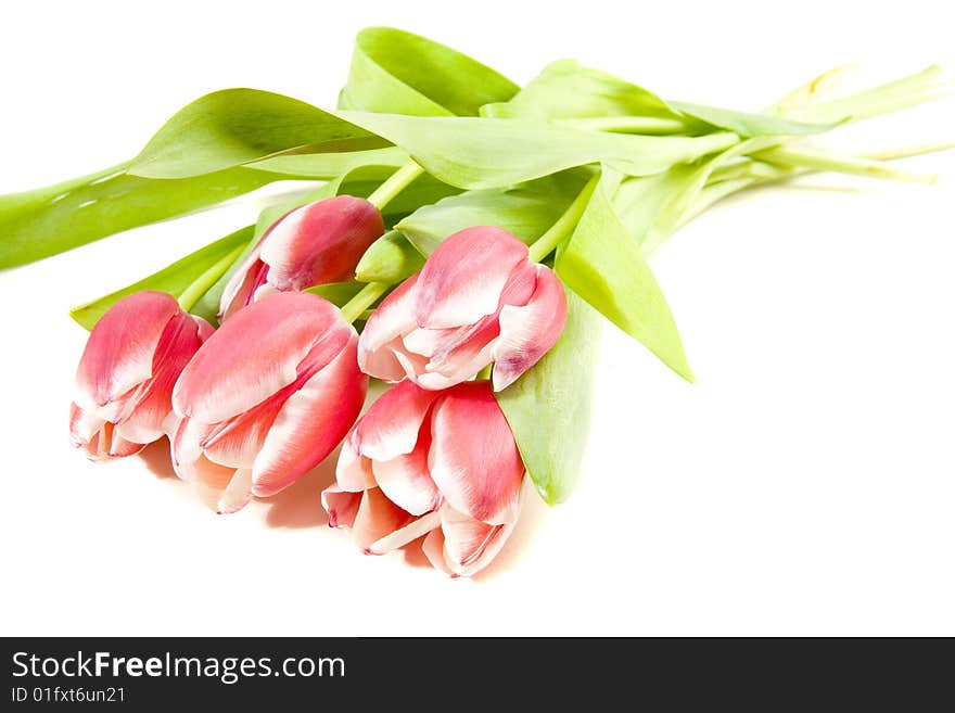 Pink tulips