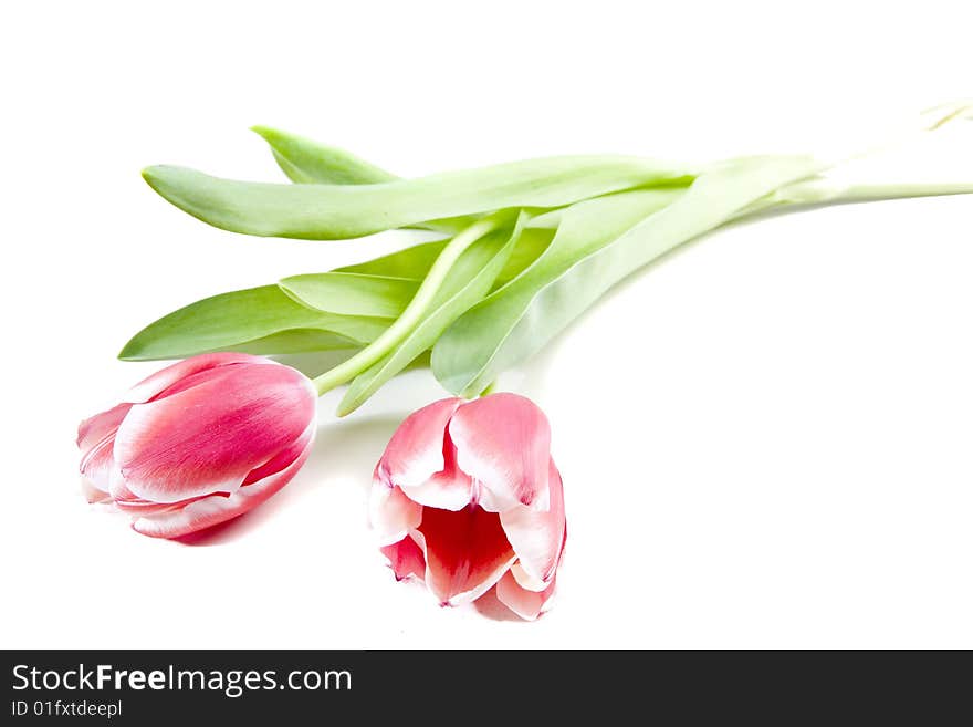 Pink tulips