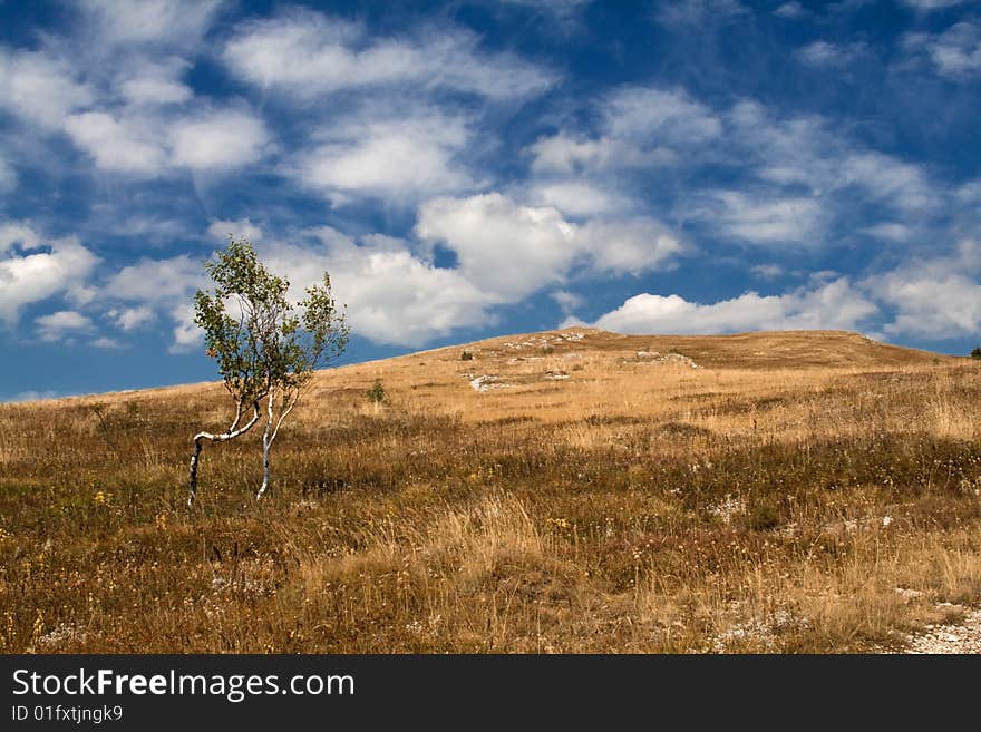 Alone tree in a field with heapy clouds on the background. Alone tree in a field with heapy clouds on the background