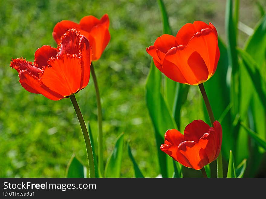 Red tulip and grass in garden