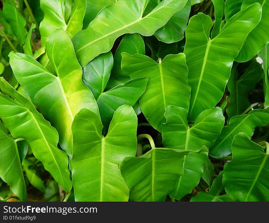 Green Leaves