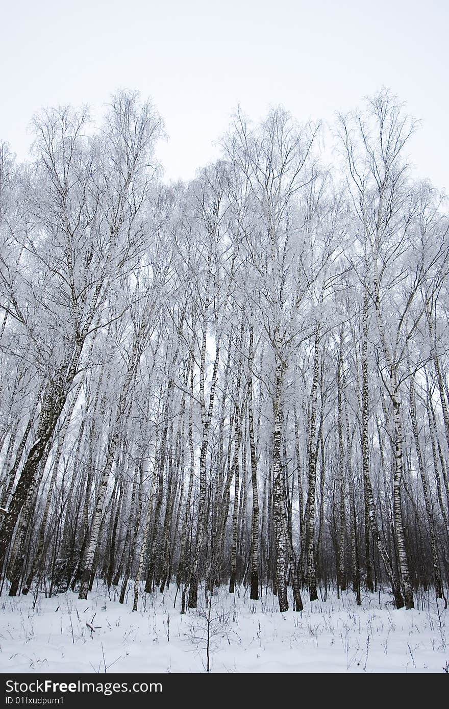 Frozen Trees