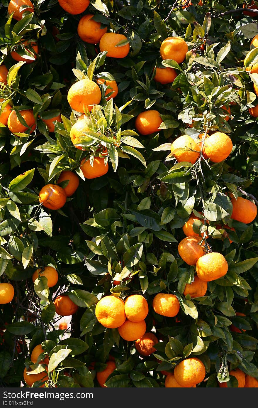 Orange tree in the garden on the Greek island