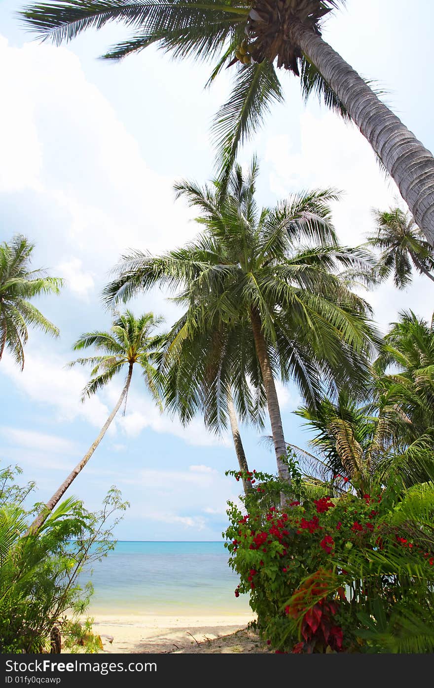 View of nice tropical empty sandy beach with some palm. View of nice tropical empty sandy beach with some palm