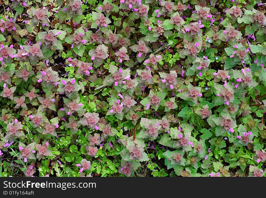 Green spring carpet