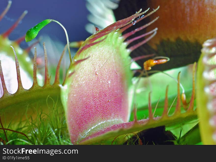 Venus Flytrap