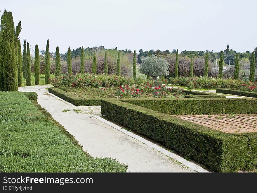 Geometric cut bushes in a botanic garden. Geometric cut bushes in a botanic garden