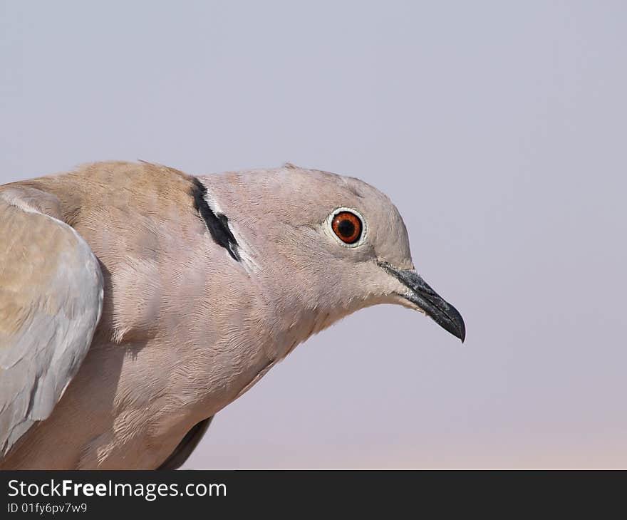 Detailed portrait of a grey pigeon (Streptopelia decaocto).