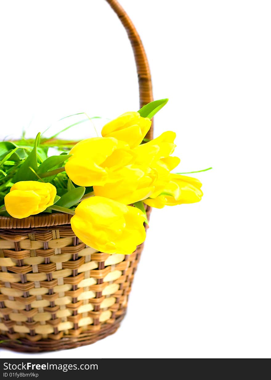 Yellow tulips in the basket on white background