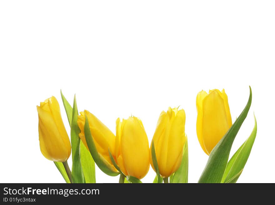 Five yellow tulips