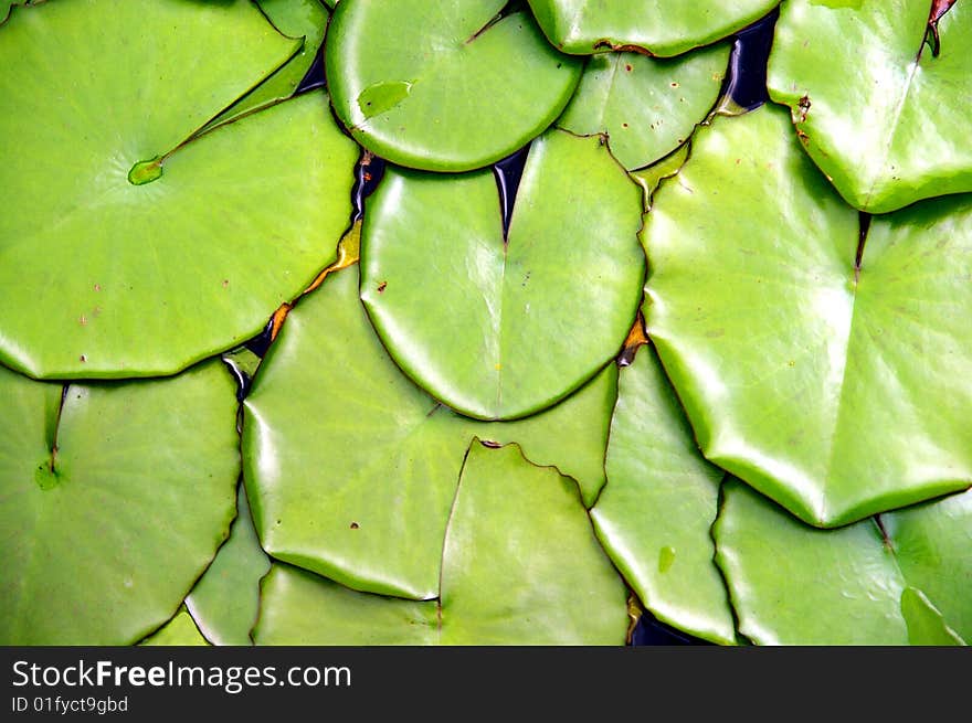 Overlapping lotus leaves