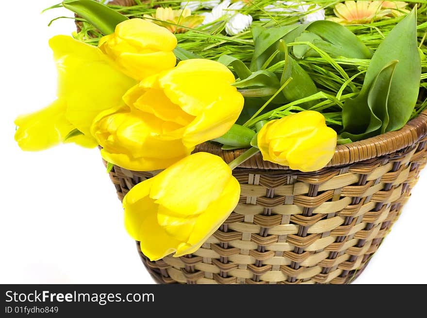 Tulips in the basket on white background