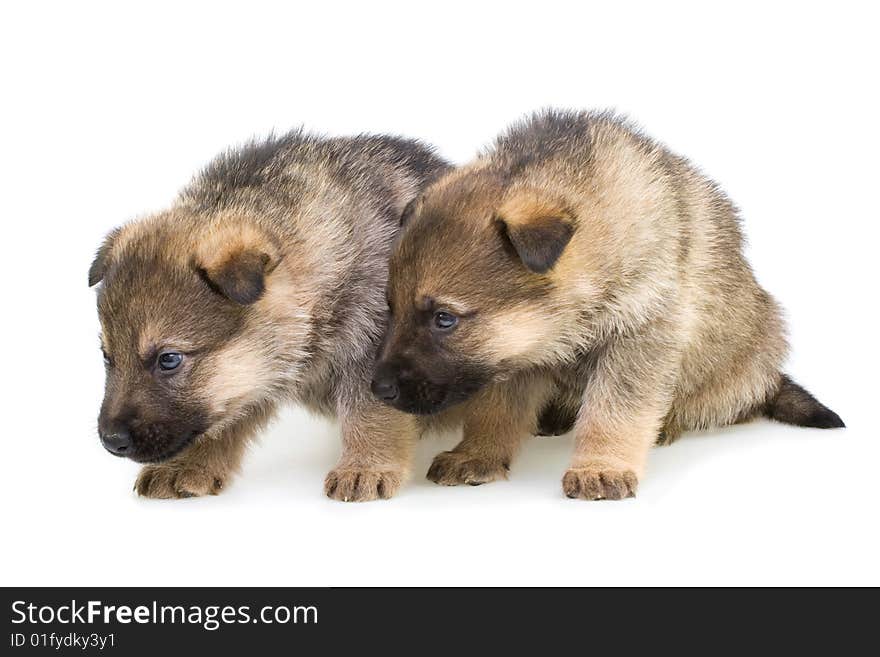 Sheep-dogs Puppys Isolated On White Background