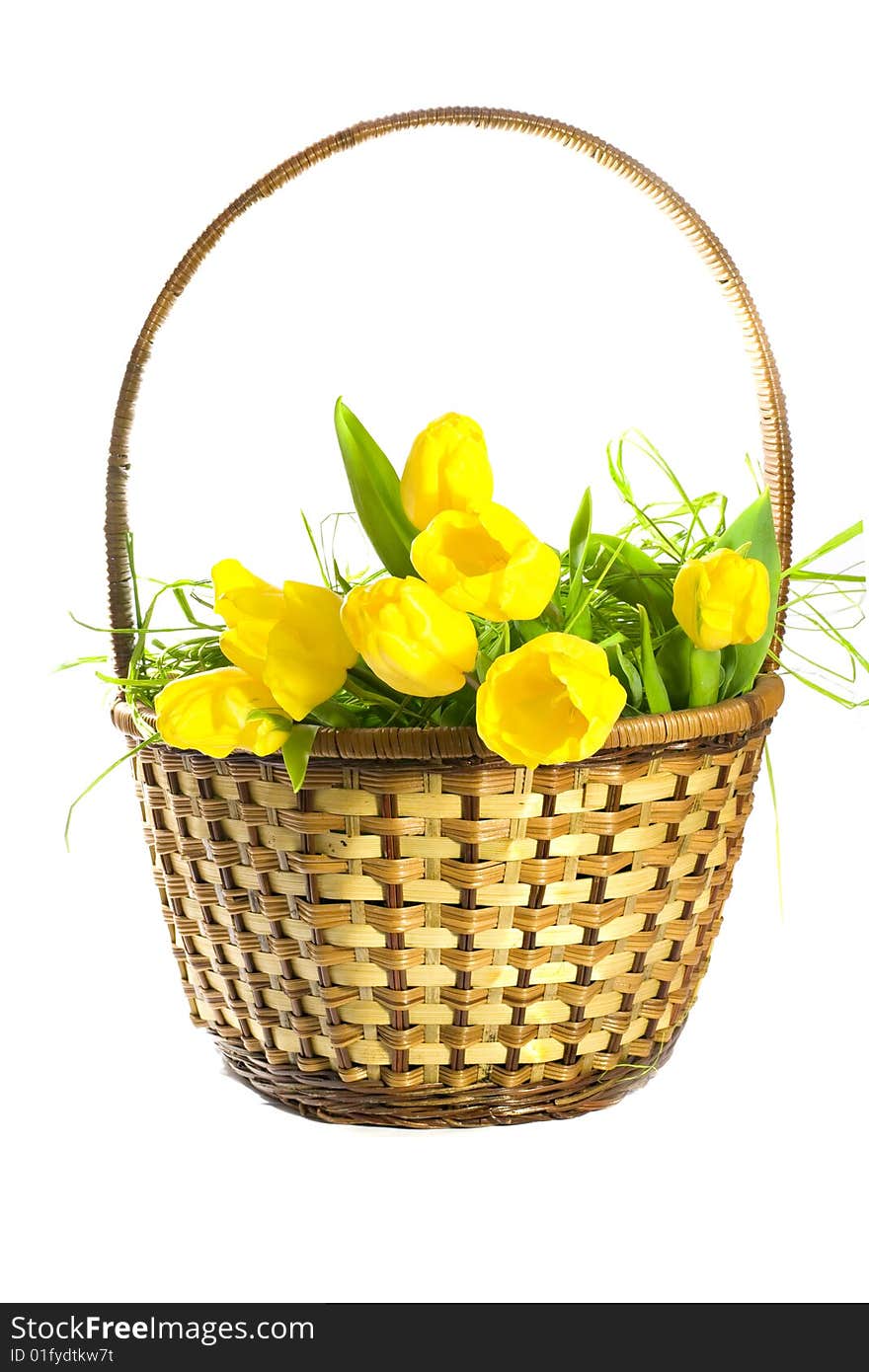 Basket with yellow tulips on white background