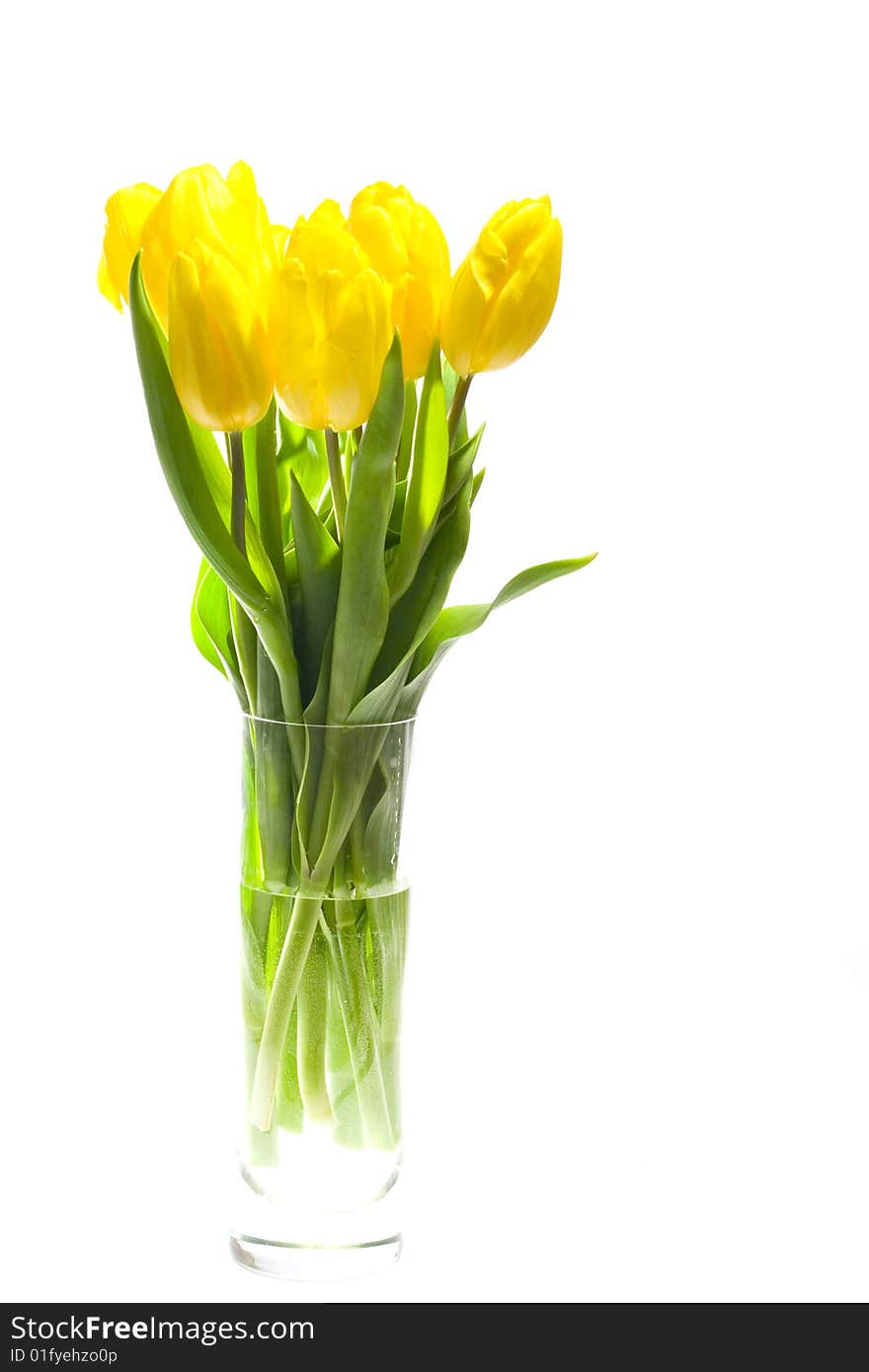 Yellow tulips in the vase on white background