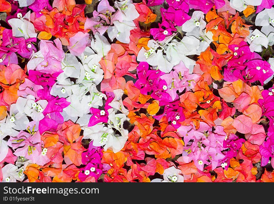 Petals of flowers background