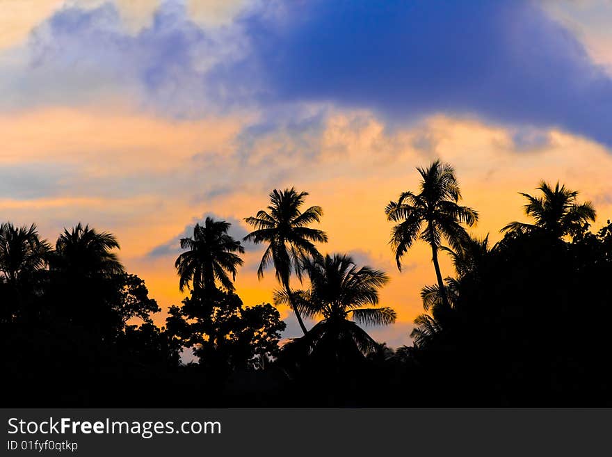 Silhouette of palms and sunset, abstract nature background