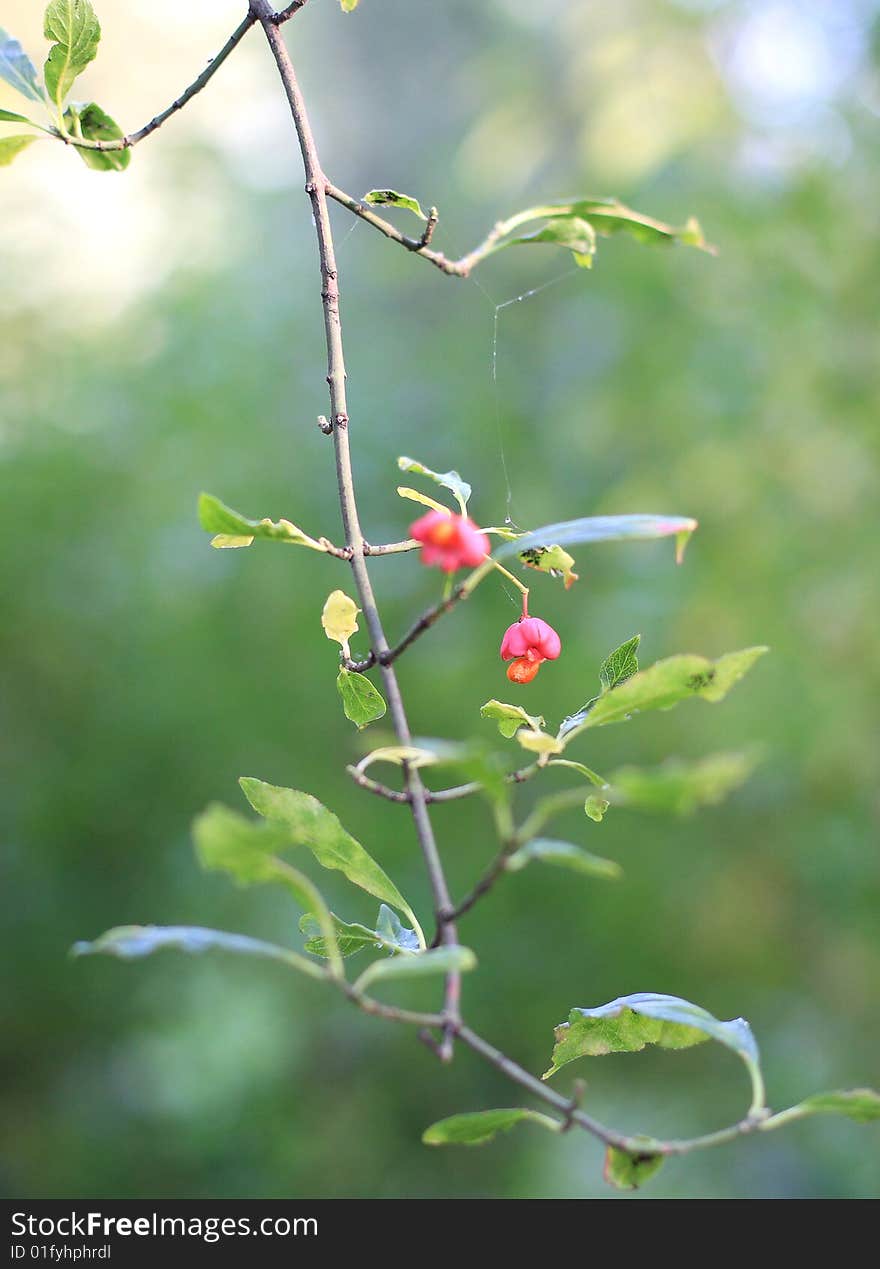 Red blossom