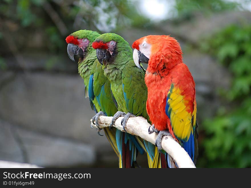 Three colorated parrots on a branch looking the horizon