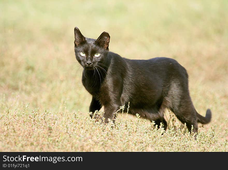 Stolen black cat on meadow. Stolen black cat on meadow