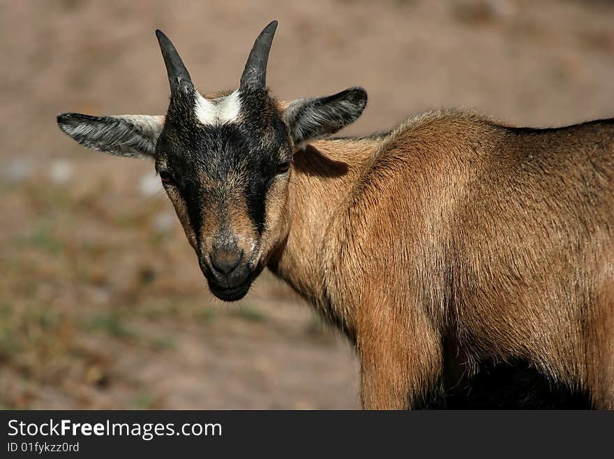 Young goat looking at the camera. Young goat looking at the camera