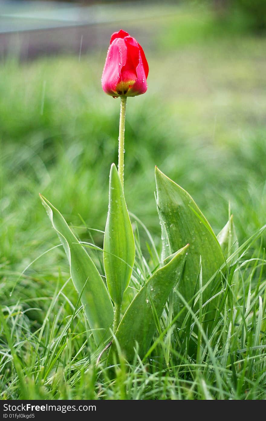 Spring tulips