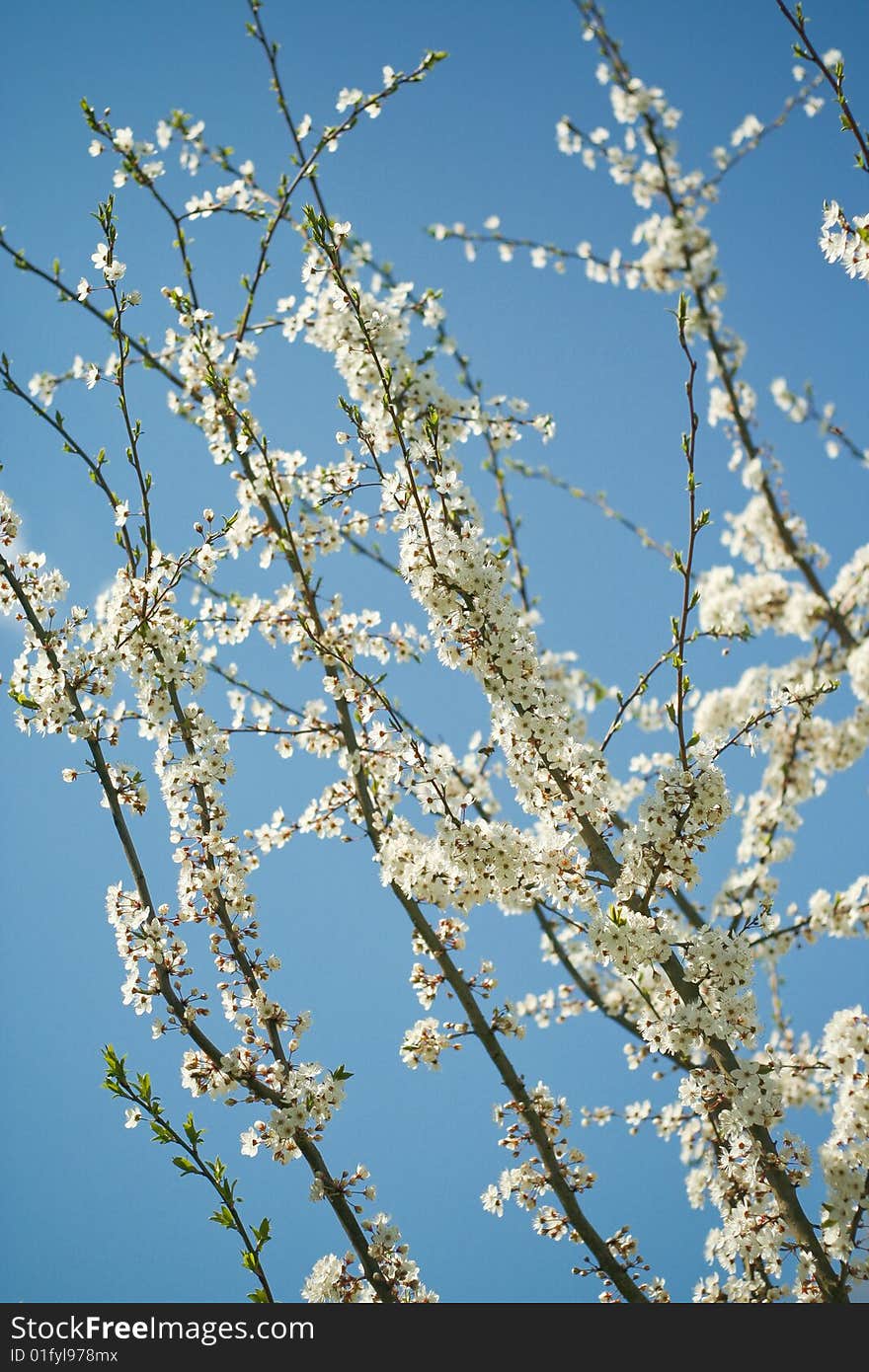 Flourishing branches of a tree with spring flowers. Flourishing branches of a tree with spring flowers