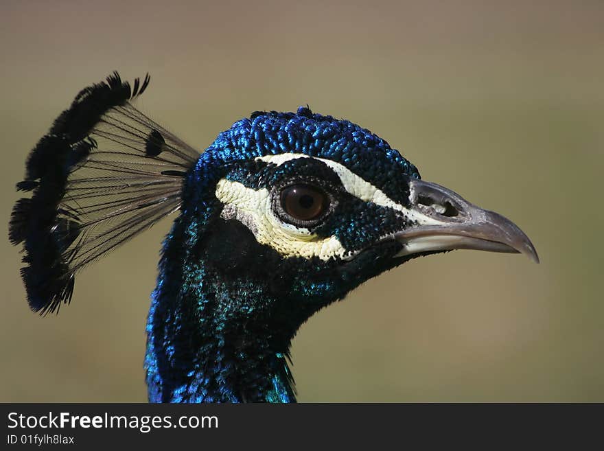 Peacock portrait