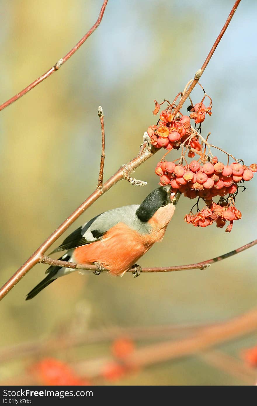 Sao Miguel Bullfinch, Pyrrhula Pyrrhula