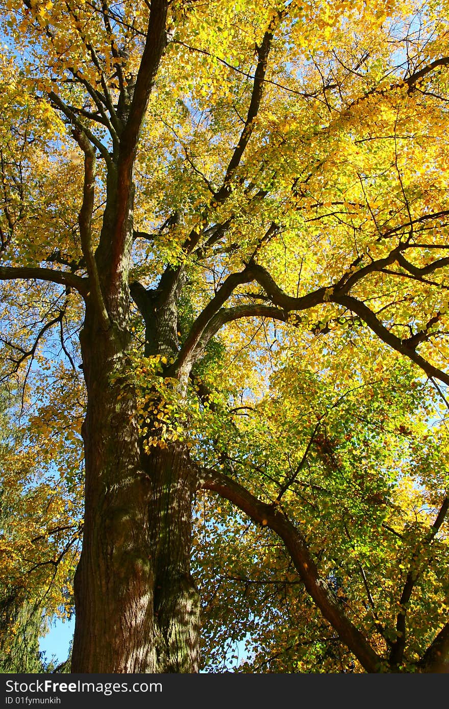 Autumn detail of colour treetop. Autumn detail of colour treetop