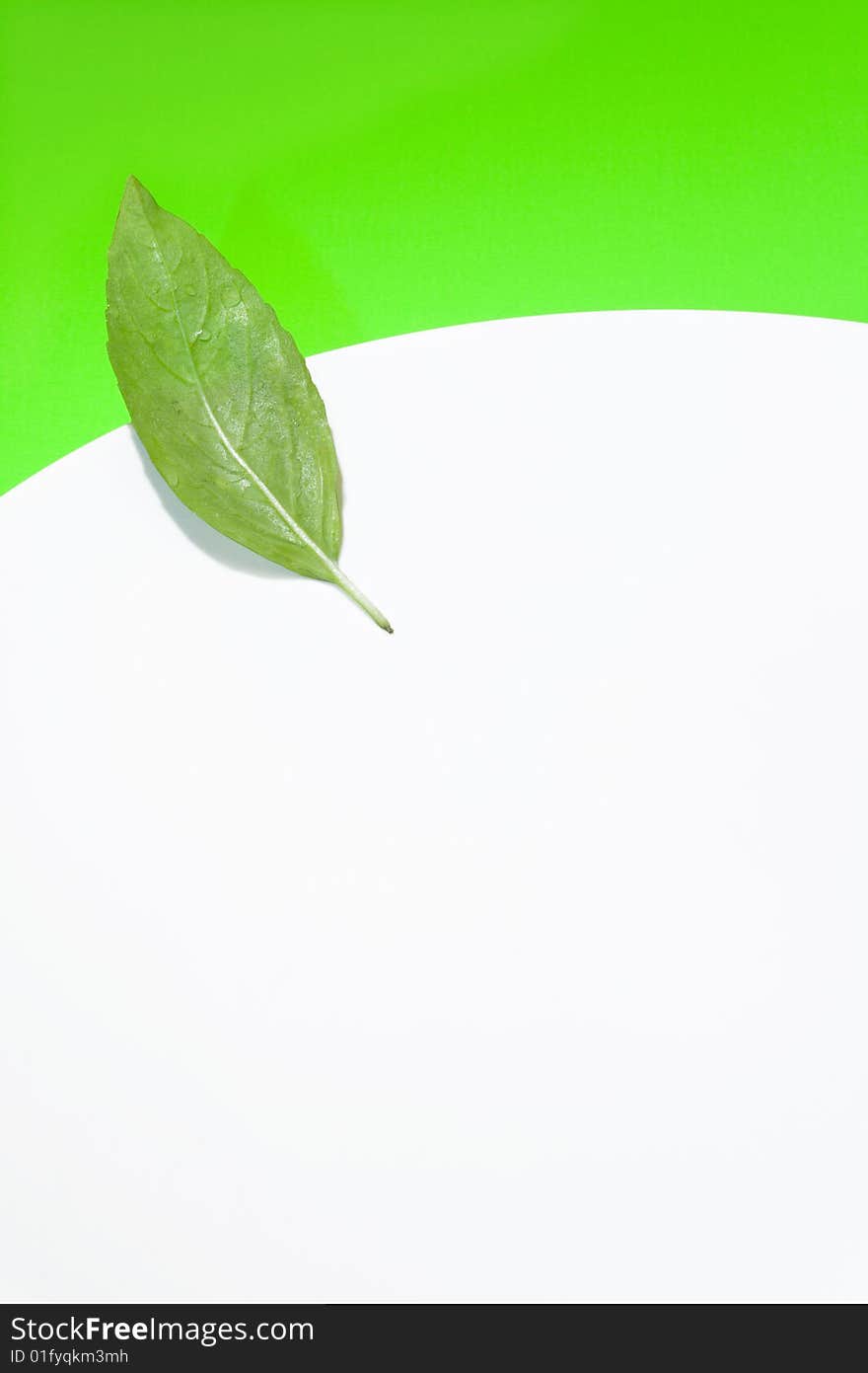 Close-up view of the fresh leaves of basil