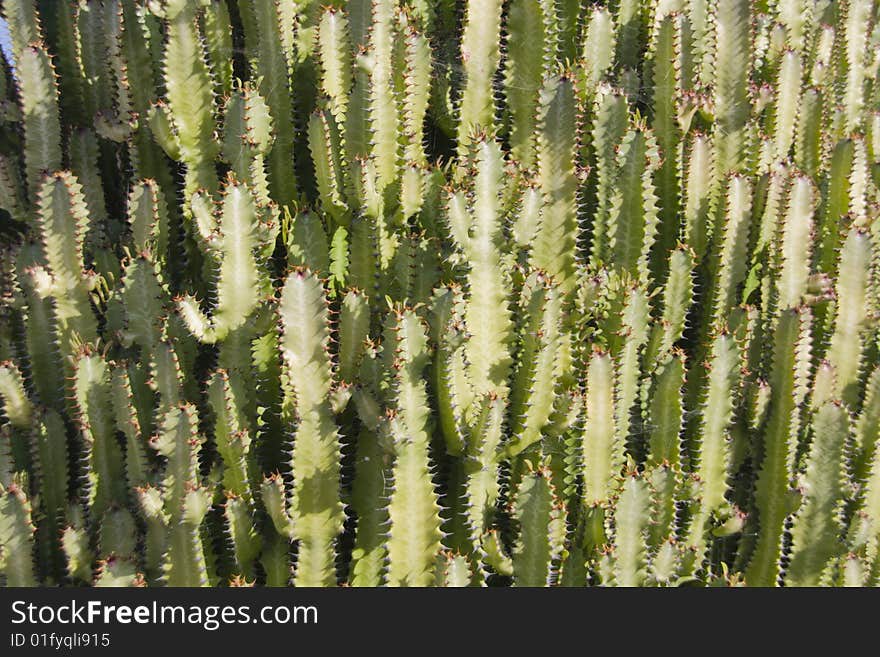 Cactus background