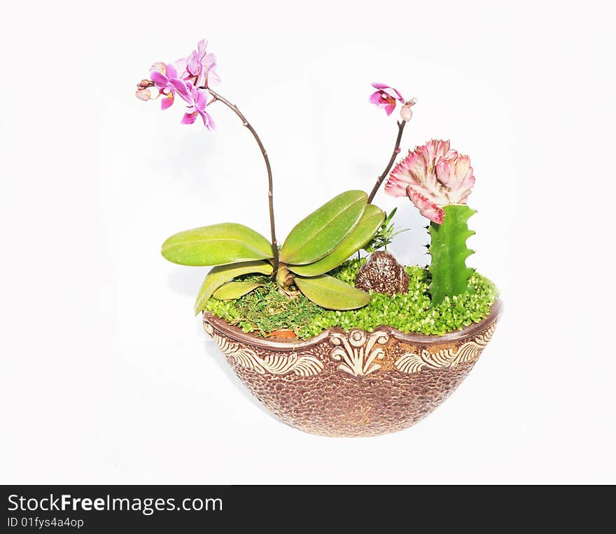 The moth orchid and evergreen plant in a ceramic pot. The moth orchid and evergreen plant in a ceramic pot