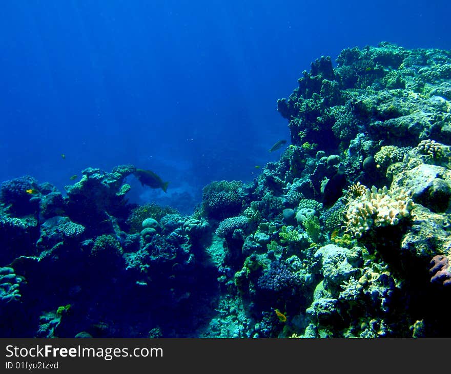 Colorful corals in the Red Sea, Egypt. Colorful corals in the Red Sea, Egypt