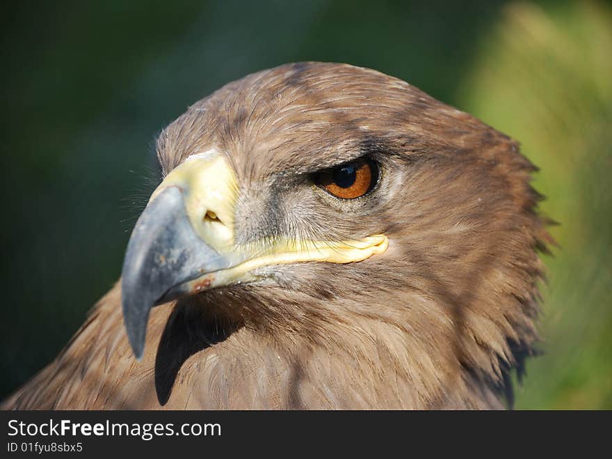 A hawk, named northern goshawk, kept staring outside the cage, maybe it hoped that it still could wing in the blue sky one day. A hawk, named northern goshawk, kept staring outside the cage, maybe it hoped that it still could wing in the blue sky one day.