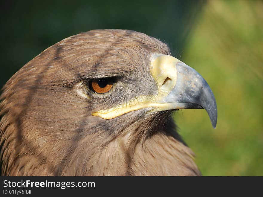 A hawk, named northern  goshawk, kept staring outside the cage, maybe it hoped that it still could wing in the blue sky one day. A hawk, named northern  goshawk, kept staring outside the cage, maybe it hoped that it still could wing in the blue sky one day.