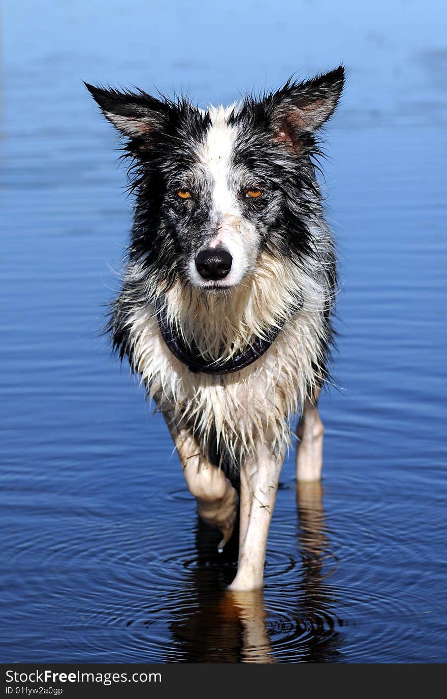 Wet Border Collie